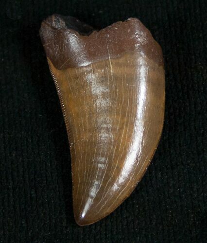 Inch Nanotyrannus Tooth - Great Serrations #4544